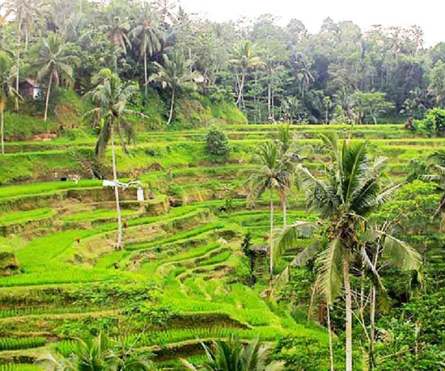 Tegalalang Rice Terrace -
